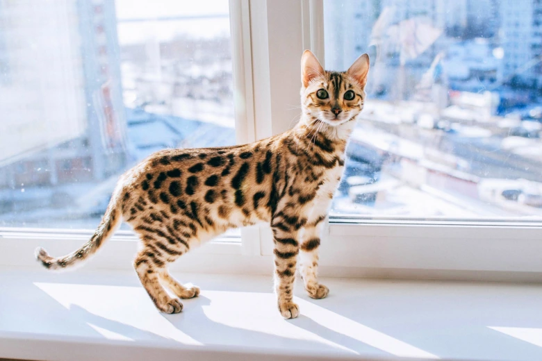 Bengal cat on windowsill