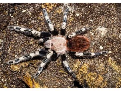 Tarantule s černobílými nohami na kůře