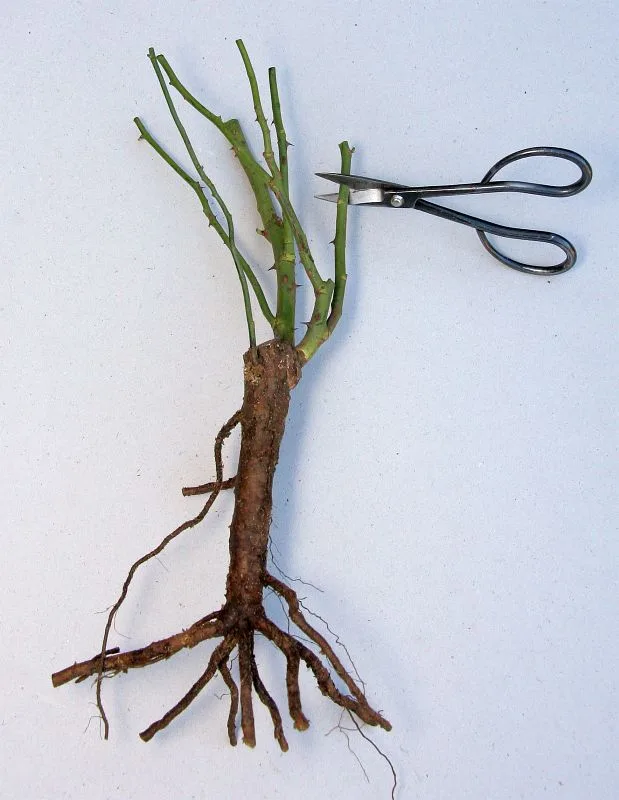 Bare root růže s nožnicemi pro výsadbu