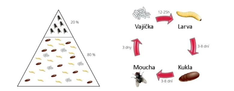 Životní cyklus mušky s vajíčky, larevou a dospělcem.