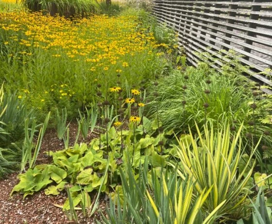 Zahrada s žlutými květy a zelenou vegetací u dřevěného plotu.