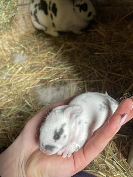 Malé bílé králíče s černými skvrnami v lidské dlani na slámě.