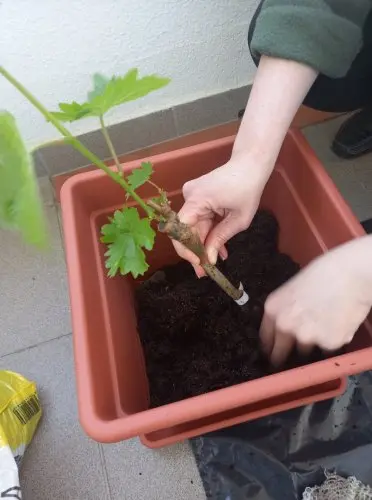 Osazování vinné révy do květináče