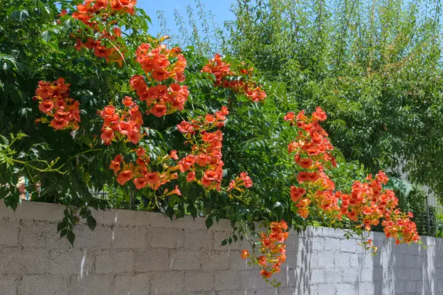 Jasné oranžové květy trubače visí nad bílou cihlovou zdí.