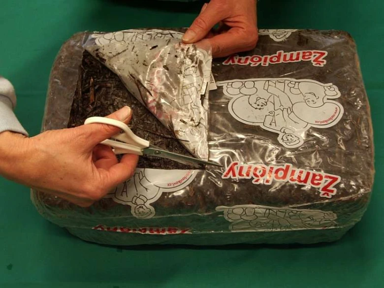 Mushroom growing kit opening