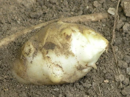 Čerstvě vykopaný hlíza topinamburu na zemi.