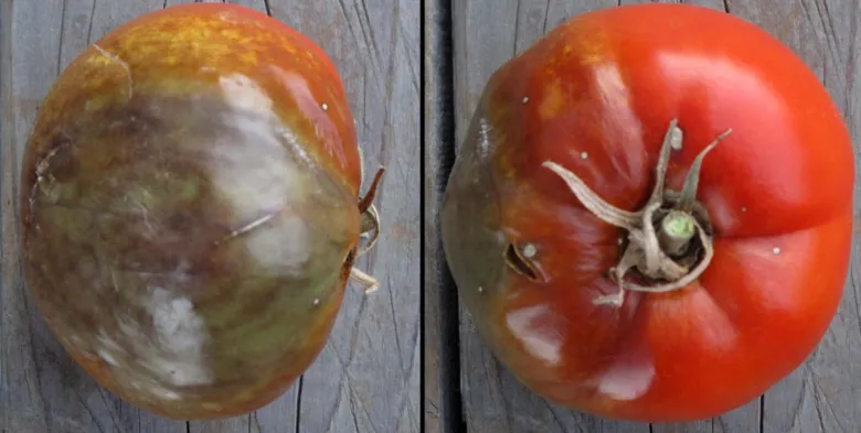 Tomato with disease symptoms