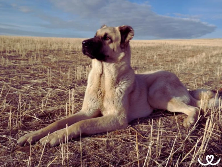 Kangal pes leží na suché travině pod oblohou.