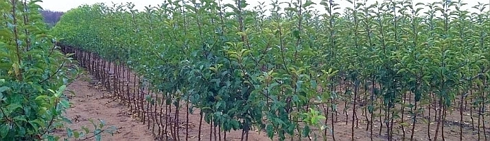 Řady mladých stromků v sadu nebo ovocné plantáži.