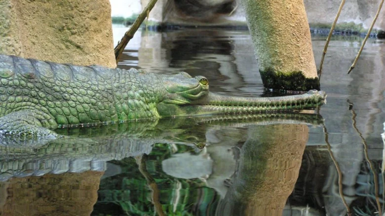 Indický gaviál plavající ve vodě s dlouhým tlamou.
