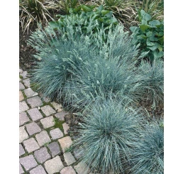 Modrá kostřava rostoucí v záhonu vedle dlažby.