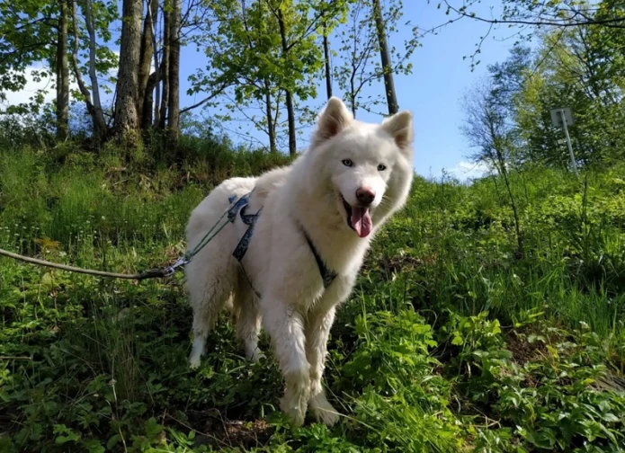 Bílá jakutská lajka v přírodě s popruhem.
