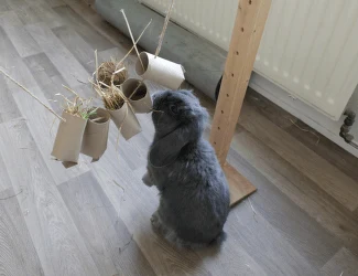 Syrský křeček s hračkou z kartonových trubek.