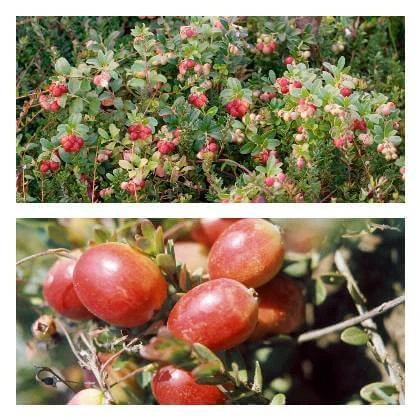 Cloudberry bush and fruit