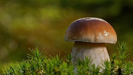 Čerstvý hřib rostoucí mezi jehličím v lese.