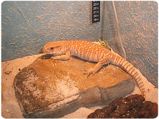 Ostnoocasý varan v terárii na kamenu s teploměrem.