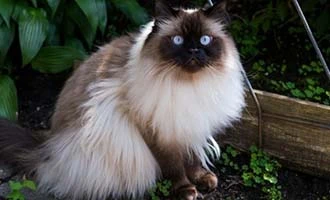 Přirozeně posedlá ragdoll kočka s modrýma očima sedí venku.