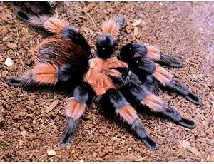 Tarantule s černými a oranžovými nohami na dřevěném podkladu