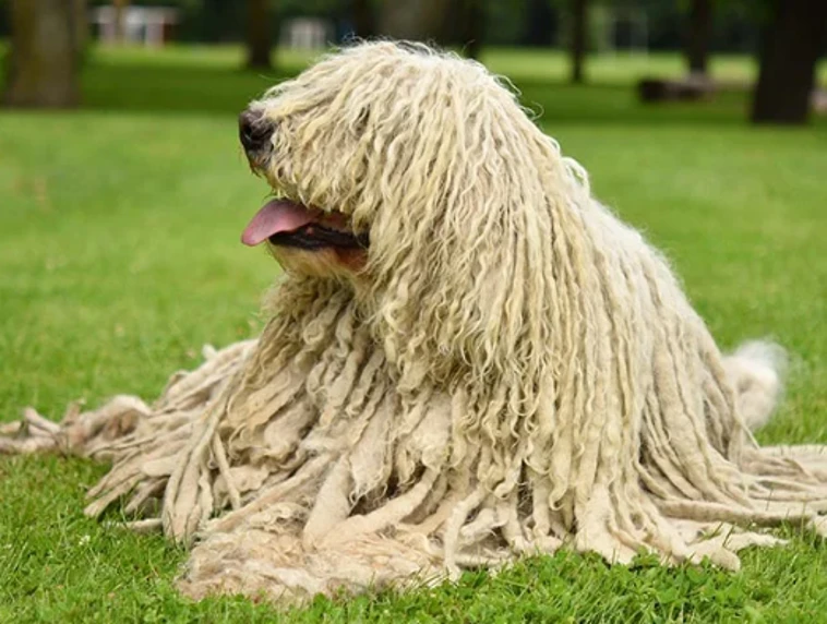 Komondor pes sedící na trávě s charakteristickým spleteným srstí.