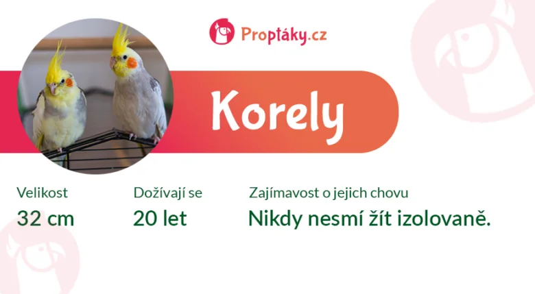 Infografika o korelech: velikost 32 cm, dožívají se 20 let, nikdy nesmí žít izolovaně