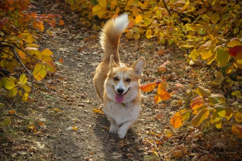 Šťastný welsh corgí běží po lesní cestě v podzimu.