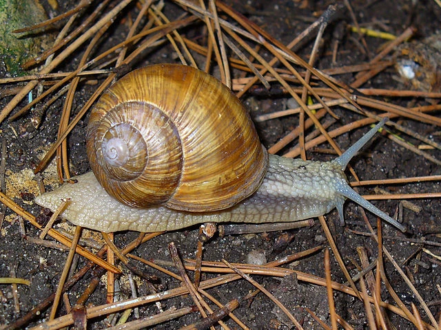 Zářivý šneček s hnědou skořepinou na zemi s jehličím