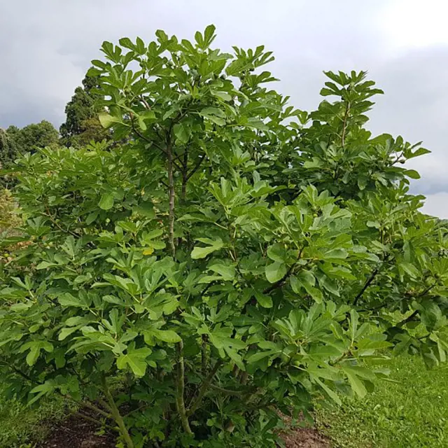 Fig tree in garden