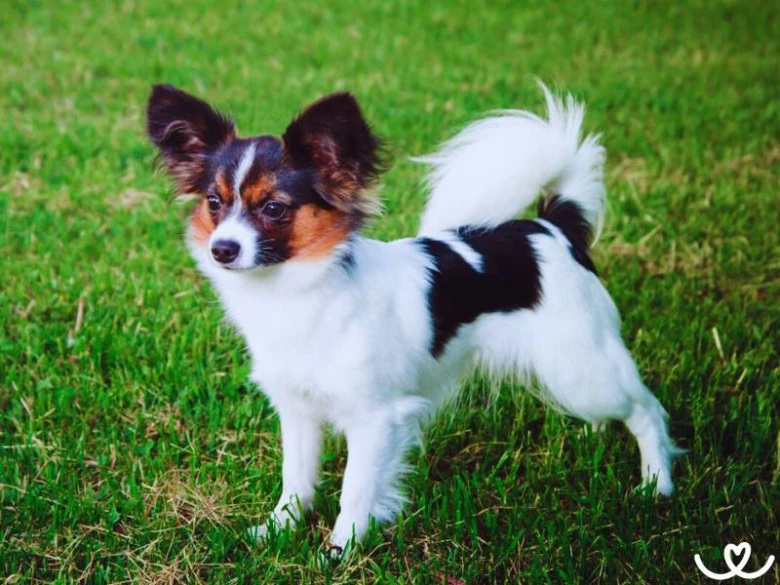 Papillon pes stojí na trávníku s rozkrojenými ušima.