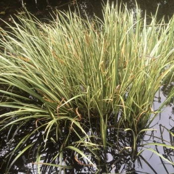 Cattail plant in water