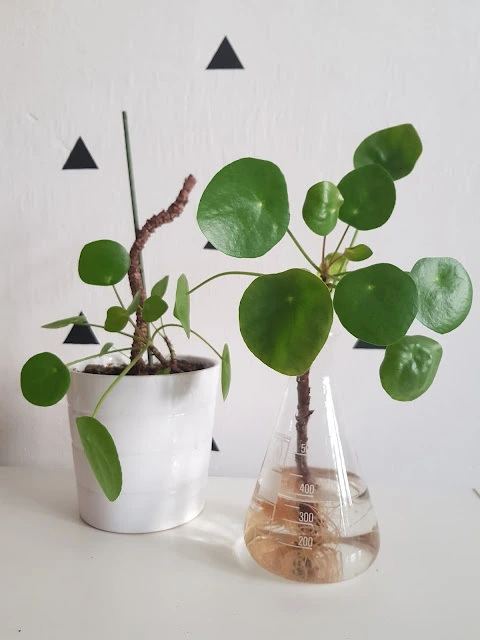Pilea peperomioides v květináči a ve vodě pro odnožování