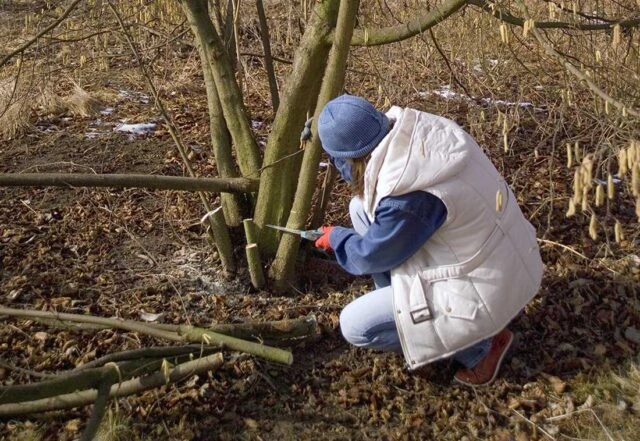 Osoba kroučí a stříhá větve lísky v zimním lese