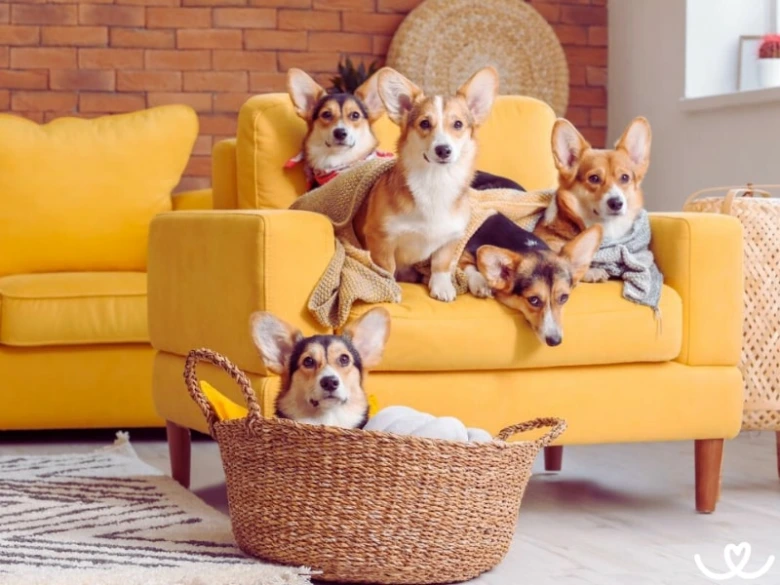 Skupina corgíků sedících na žluté pohovce v koberci.