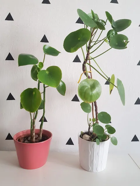 Dvě rostliny Pilea peperomioides v květináčích na bílém stole