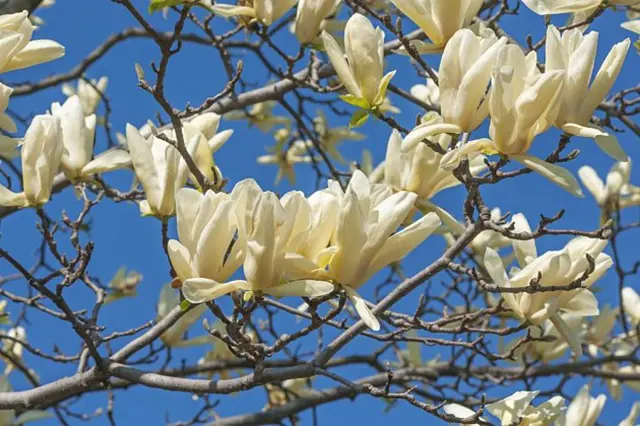 Bílé květy magnolie na větvích modrého nebe.