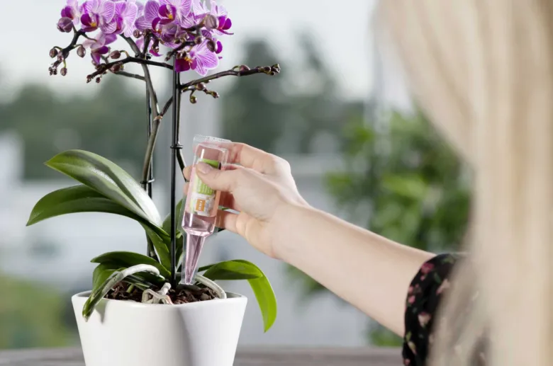 Ruce aplikují tekutý hnojivo na orchidej v květináči.