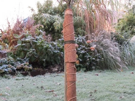 Růže zazimovaná pomocí ochranného pytle a šňůrek